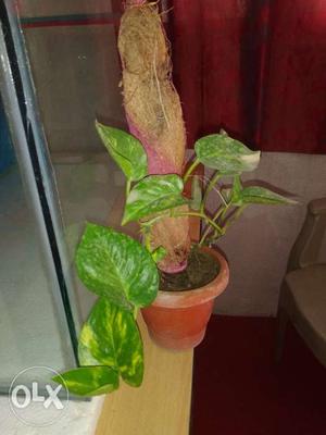 Chinese Evergreen Plant With Brown Pot