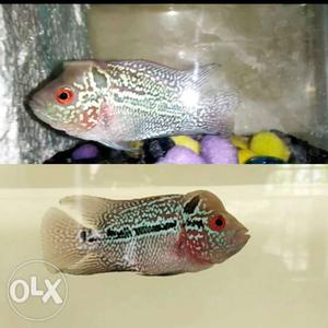 Two Pink-and-gray Flowerhorn Fishes Collage