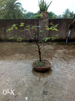 Amli tree bonsai very nice look