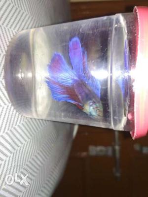 Imported beta fish very good and healthy price is
