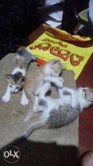 1 male and 2 female.For 1 kitten 300₹.