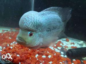 10 month old Magma male Flowerhorn for sell.