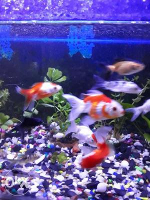 14 ornamental fishes for sale