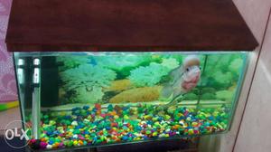 2.1ft fish tank with new cover and background