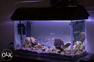 2.5ft long tank with dophin c canister Filter & Fishs