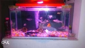 2.5ft with stones & oxygen moter &9 fishes its