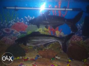 2 Black Shark Fish 1Ft Arjant selll