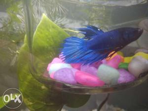 2 Blue crown betta fish just for 100