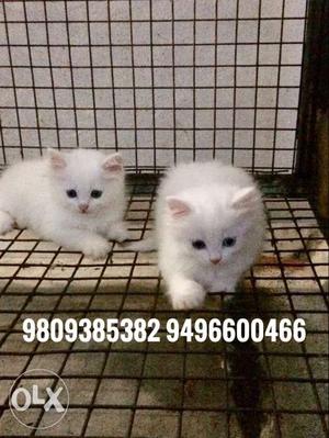 2 Persian cross kittens. 30days old
