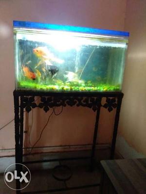 2 feet aquriam with stand and fish