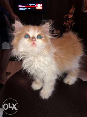 2 months old Persian cat very active and very