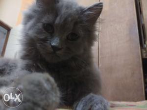 3 months old Persian Cat female