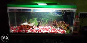 3×1,fet aquarium tank with fish, filter,