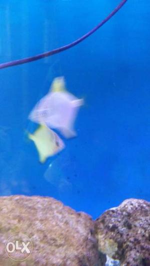 4 Mono angel fish only in 800 its proper converted for