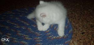4 Persian kittens 5 weeks age.  each with