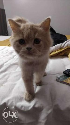 4 month old off white colour Persian cat all