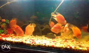 4inch parrotfish 300rs each.orange and yellow.