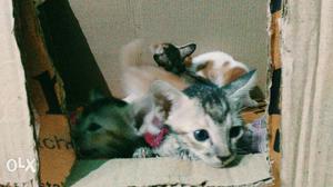 6 desi Kittens