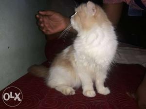 7 month old female persian cat good quality and