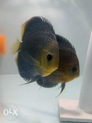 9 band leo discus proven breeding pair. Contact for further