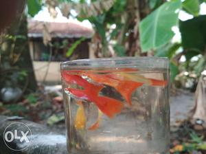 Albino full red guppy for sale