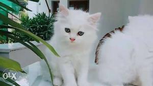 All kitten available