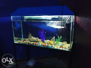 All types of fish aquarium and all varieties of