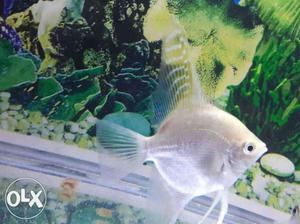 Angel fish breeding pair laid egg