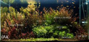 Aquarium Plants all in details Total All for 