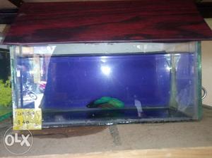 Aquarium and fish with all accessories for sale