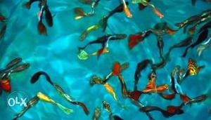 Aquarium fishes available at reasonable price.