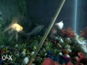 Aquarium for sale with 4fishes,stones and oxygen