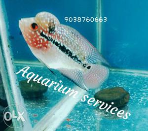 Aquarium services only, please contact