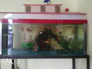 Aquarium with fish, dual oxygen pump, water