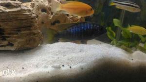 Aulonocara cichlid a pair