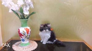 Awesome healthy n loving Persian kitten