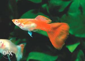 Best quality German Red guppies