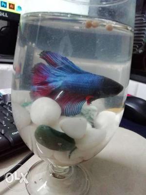 Beta Fish for SALE