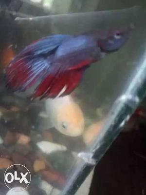Betta fish for sale