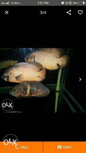 Bigg two oscar fish slae