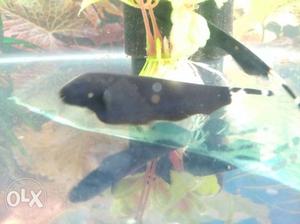 Black Ghost Fish Pair 4 to 5 cm.