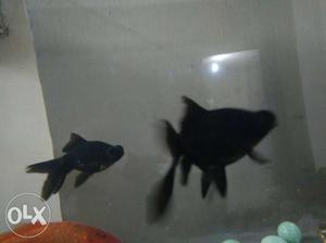 Black more fish pair long healthy