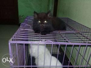 Black nd grey kitten fr sale in goa