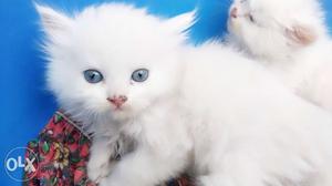Blue eyes pure white persian kitten..1kitten only