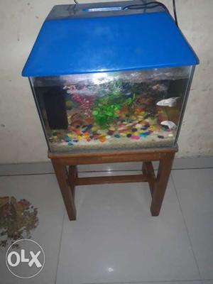 Blue-framed Fish Tank And Two White Pet Fishes