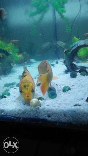 Brand new fish aquarium with fish