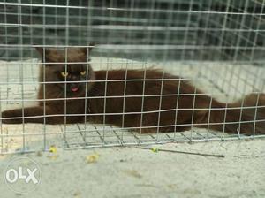 Brown Cat In Pathirappally
