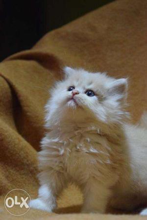Buy Kittens Online Delhi India