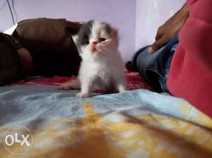 Calico kittens availble