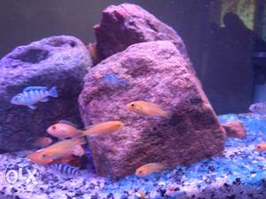 Cichlid fish for sale, only genuine buyers